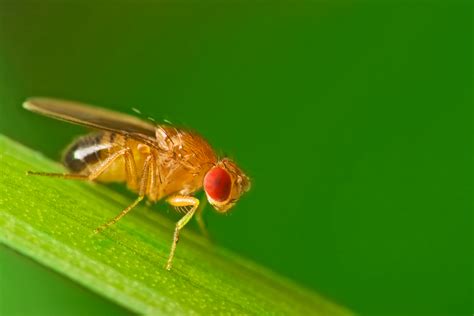 What Do Fruit Flies Look Like - Fruit Fly Identification & Anatomy