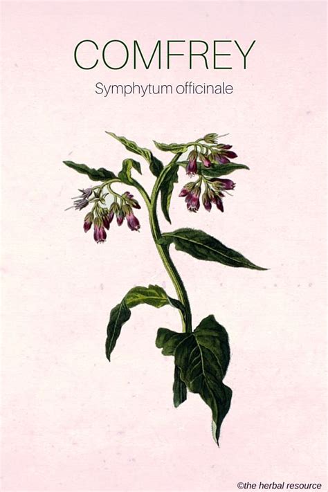 Comfrey – Health Benefits and Side Effects | Herbs, Herbalism, Herbal ...