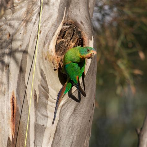 Swift Parrot — DIFFICULT BIRD RESEARCH GROUP