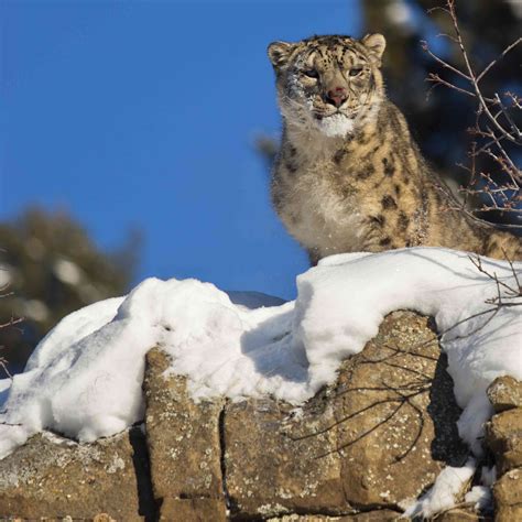 8 Demystifying Facts About the Snow Leopard