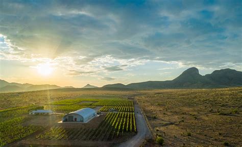 Sonoita Elgin Wine Tasting Los Milics Vineyards | Visit Arizona