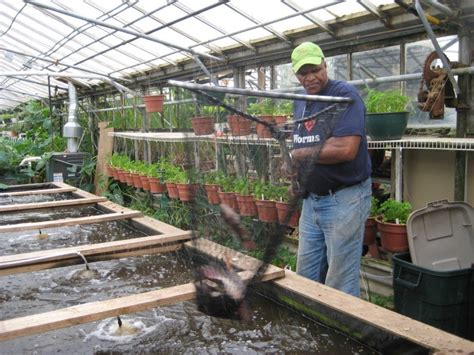 Growing Power grows fish, veggies, and community with aquaponic farm