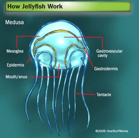 A jellyfish's mouth also serves as an anus.