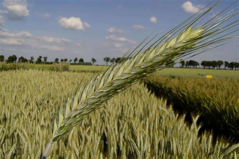 Cultivo de Triticale: guía agrícola de cosecha y post cosecha