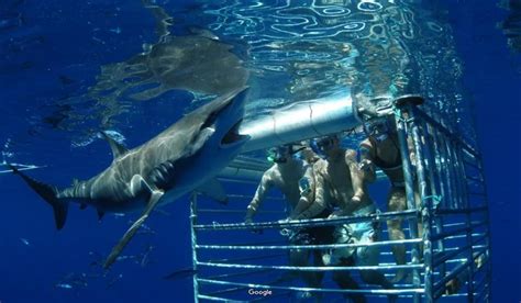 Shark Cage Diving in Oahu - Hawaiian Planner