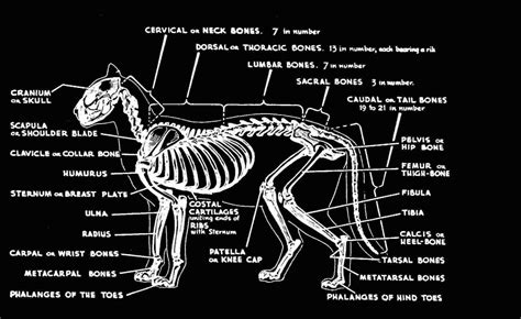 Skeletal System - Anatomy of Felis domestica