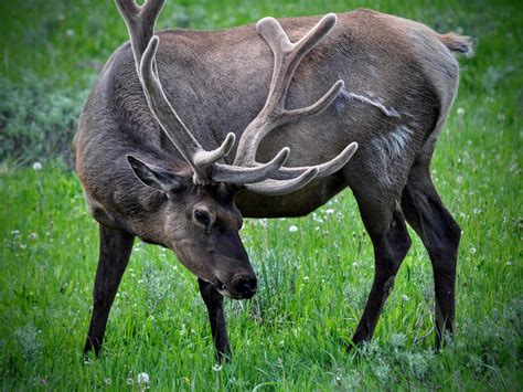 20 Amazing Wildlife Photos in Yellowstone National Park | Birds and Blooms