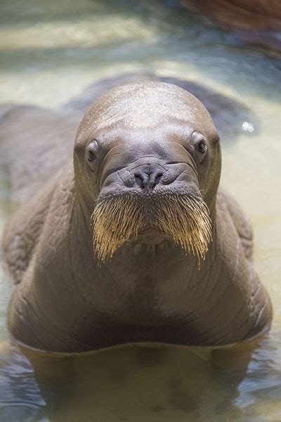 Baby Walrus Born for the First Time at SeaWorld Orlando