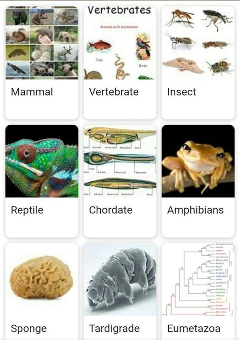 Animalia Examples