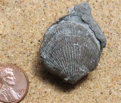 Brachiopod Fossils Are Signifcant | Fossil Lady