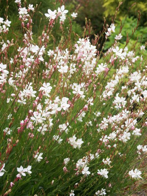 Pink Gaura Plant | ubicaciondepersonas.cdmx.gob.mx