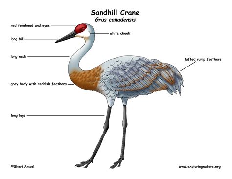 Sandhill Crane Habitat