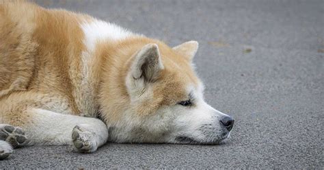 Rare Photos of Hachiko Waiting for His Owner Have Resurfaced, and ...