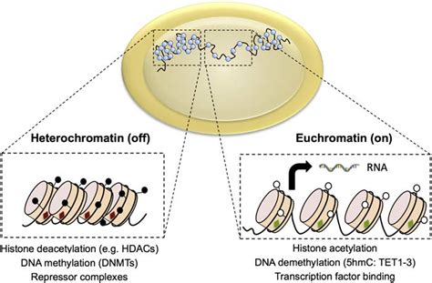 Chromatin dynamics influence gene transcription. DNA within a cell's ...