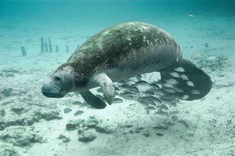 20+ Free Manatee & Dugong Photos - Pixabay