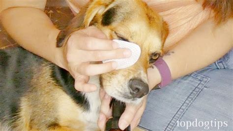 Dog Red Eye Home Remedies - YouTube