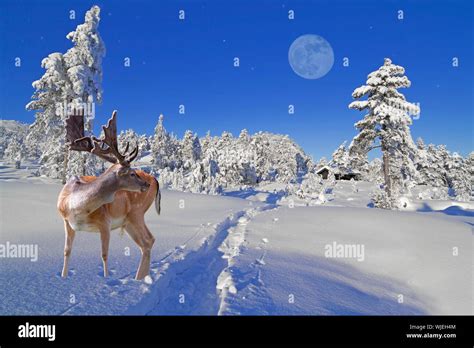 A reindeer is waiting for Santa at the North Pole Stock Photo - Alamy