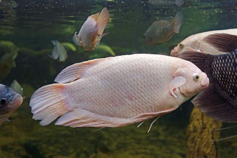 Giant Gourami Care Guide: Size, Behavior, Diet, And More - Aquariadise