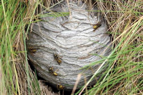 underground-wasp-nest-paper-hive-on-tree-nest-located-indoors ...