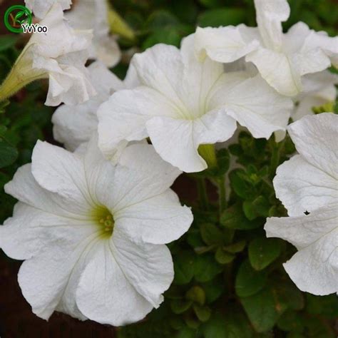 2021 White Petunia Seeds Flower Seeds Bonsai Plant For Home Garden 200 ...