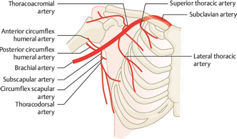 Axillary Artery | Radiology Key