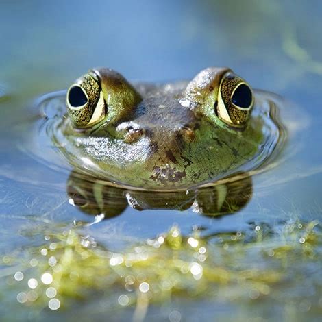 What Do Pond Frogs Eat? - The Pond Guy