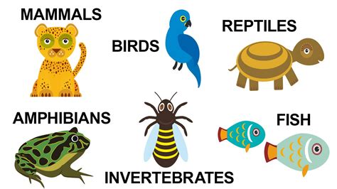 Basic Types of Animals and Their Characteristics