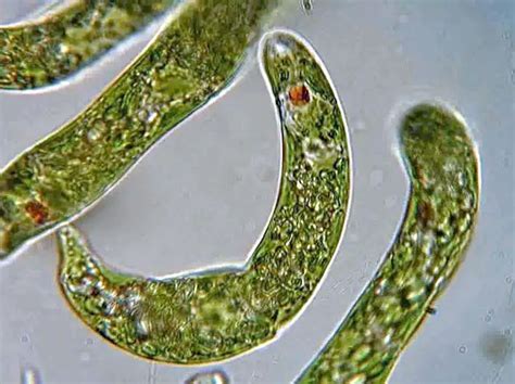 Euglena under the Microscope - Structure, Morphology & Classification