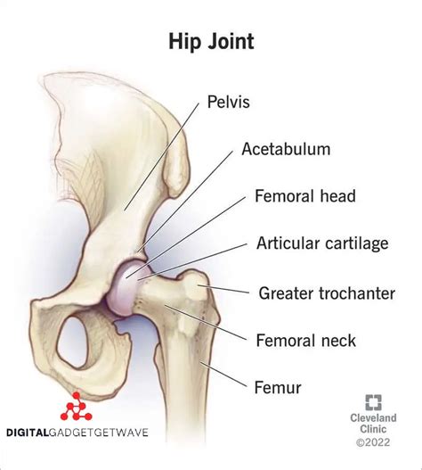 Understanding the Hips: Definition, Functionality, and Significance ...