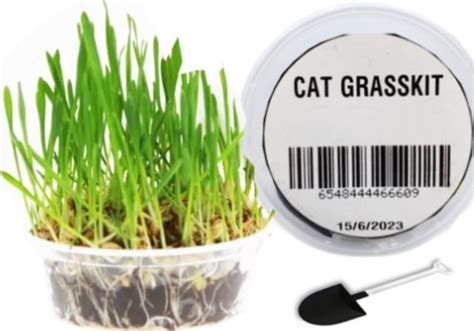 Natural Cat Grass Growing Kit Buy, Best Price in UAE, Dubai, Abu Dhabi ...