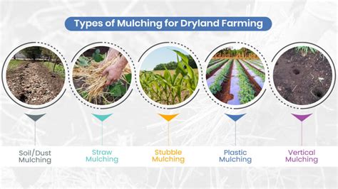 What is Dryland Farming in India? Top Methods to Increase Water Absorption