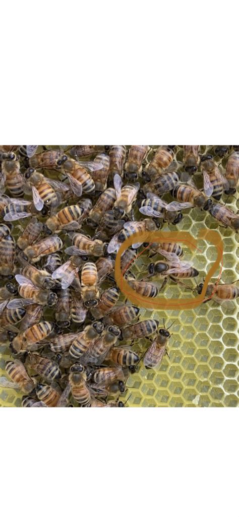 Swarm question- | Beesource Beekeeping Forums