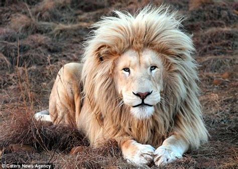 King of the Jungle proudly poses for the camera in up-close video ...