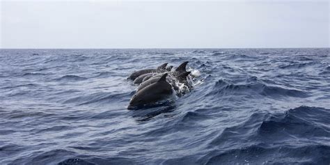 Watch a Pod of Dolphins Play Catch With a Pufferfish | Plants And Animals