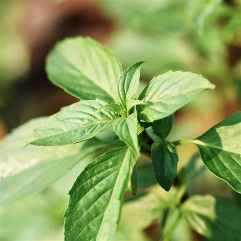 10 Basil Varieties to Grow in Your Garden