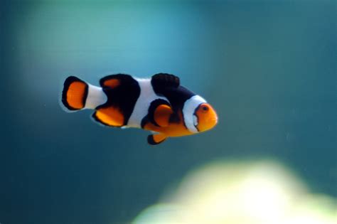 File:Clown Fish Swimming.jpg - Wikipedia