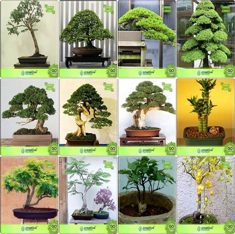 Creative Farmer Bonsai Suitable Seeds : Seeds For Garden Combo ...