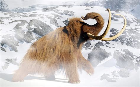 Study Resurrects Woolly Mammoth DNA to Explore the Cause of Their ...