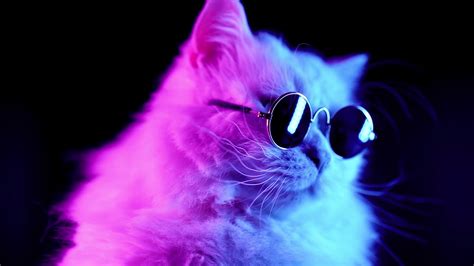 Cool Cat Live Wallpaper - Live Wallpaper