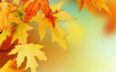 Autumn Leaves Wallpapers | HD Background Images | Photos | Pictures ...