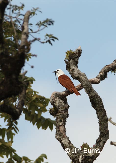 Costa Rica Three-wattled Bellbird