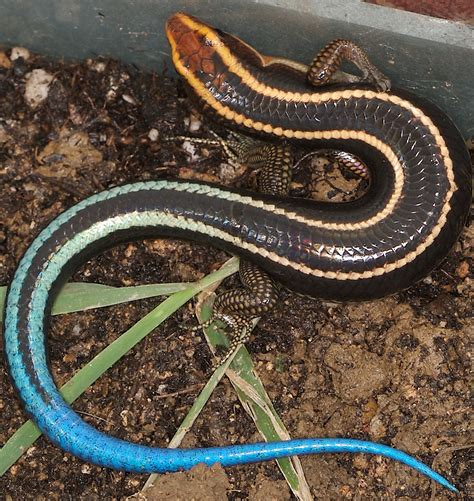 Lizard. Blue-tailed skink. 四 石龍子 Eumeces quadrilineatus. - a photo on ...