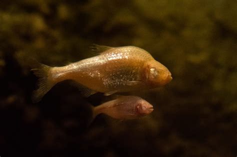 Blind Cave Fish - Denver Zoo