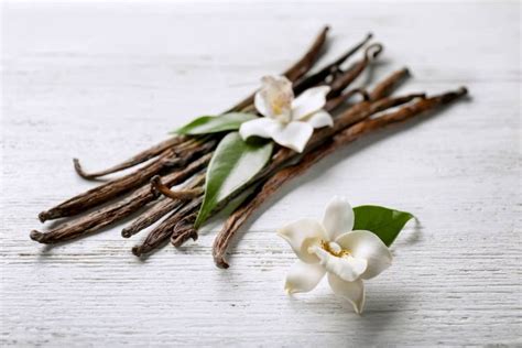 7 Best Vanilla Perfumes: Everything But “Plain Vanilla” | Everfumed ...