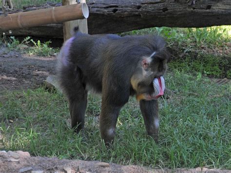 The Online Zoo - Mandrill