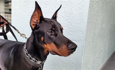 Doberman Protection Dogs | Doberman Family Protection Dogs | Prestige K9