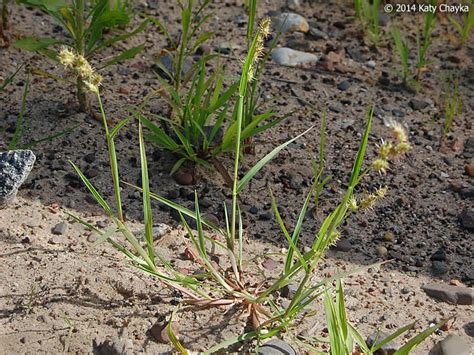 Cenchrus longispinus (Sandbur): Minnesota Wildflowers