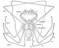 22 ideas de Amblypygi - Whip spiders | insectos, aracnidos, artrópodos