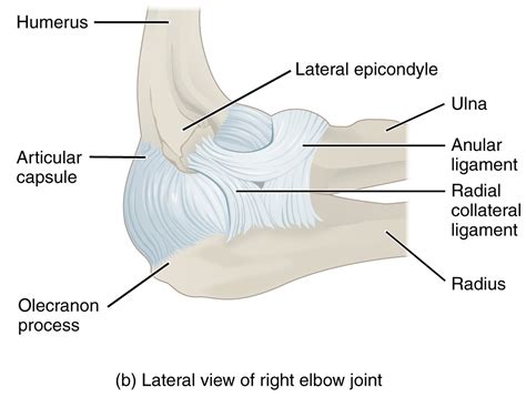 Elbow Ligaments Diagram