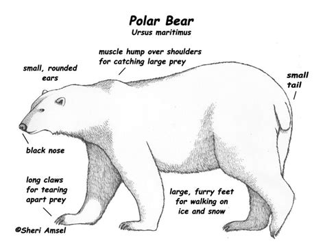 Polar bear, Polar bear adaptations, Polar bears activities